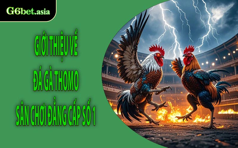 Chiến lược tăng tỷ lệ thắng khi chơi đá gà Thomo