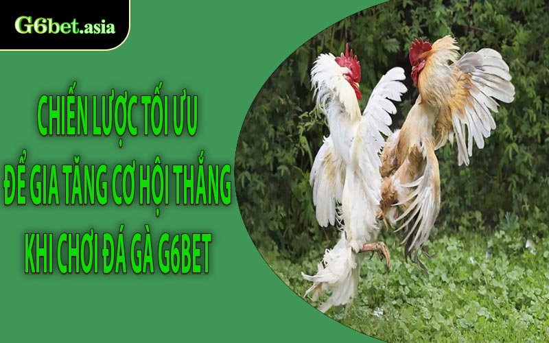 Chiến lược tối ưu để gia tăng cơ hội thắng khi chơi Đá gà G6bet