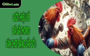 Giới thiệu về đá gà Thomo sân chơi đẳng cấp số 1