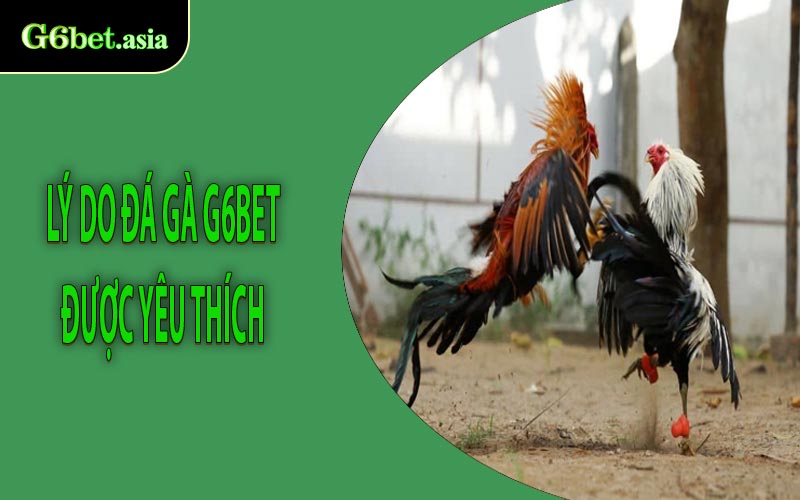 Lý do Đá gà G6bet được yêu thích